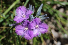Thysanotus multiflorus