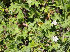 Geranium wakkerstroomianum