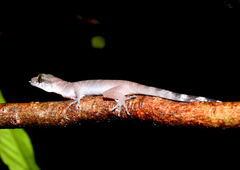 Cyrtodactylus rubidus