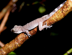 Cyrtodactylus rubidus