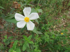 Cistus psilosepalus