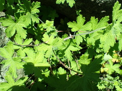Geranium wakkerstroomianum