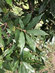 Quercus gilva