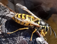 Vespula germanica