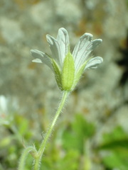 Geranium wakkerstroomianum