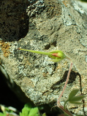 Geranium wakkerstroomianum