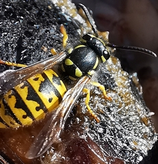 Vespula germanica