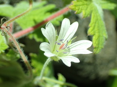 Geranium wakkerstroomianum