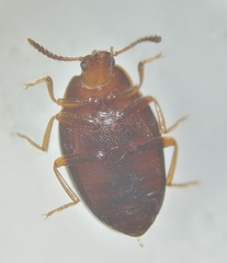 Scaphidema metallicum