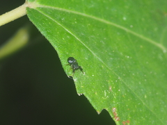 Harmochirus brachiatus