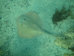 Trygonoptera testacea