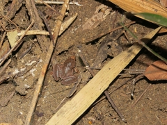 Microhyla achatina