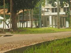 Trachypithecus cristatus