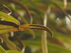 Pyrrosia longifolia