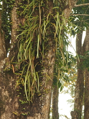 Pyrrosia longifolia