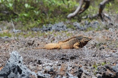 Cyclura nubila