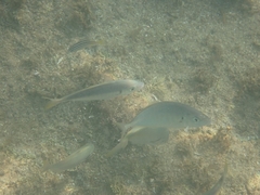 Pseudocaranx georgianus