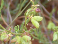 Thamnosma texana