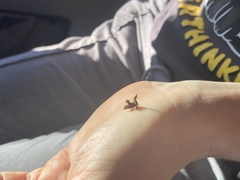 Membracidae