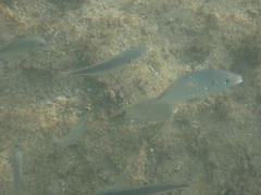 Pseudocaranx georgianus
