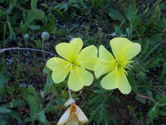 Oenothera triloba