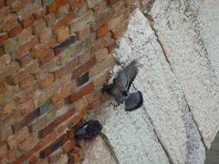 Columba livia domestica