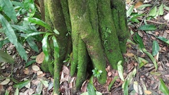 Thamnopteris