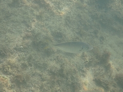 Pseudocaranx georgianus