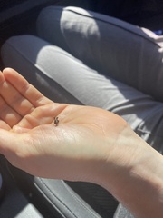 Membracidae