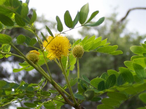 Littleleaf leadtree (Leucaena retusa)