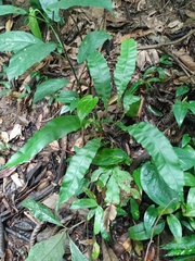 Blechnum finlaysonianum