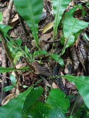 Blechnum finlaysonianum
