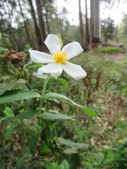 Cistus psilosepalus