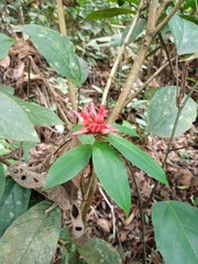 Costaceae
