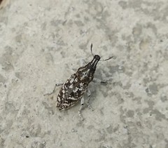 Cyphocleonus achates