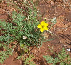 Senna pumilio