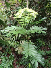 Archidendron clypearia