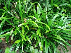 Pandanus amaryllifolius