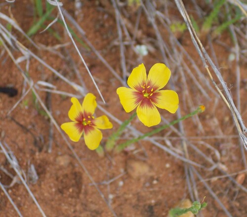 Image of Linum hudsonioides by (c) Jo Roberts, some rights reserved (CC BY)
