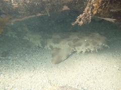 Orectolobus maculatus