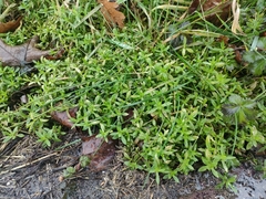 Callitriche palustris