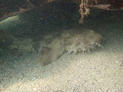 Orectolobus maculatus