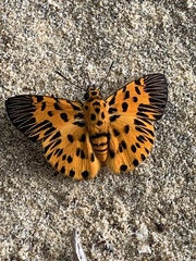 Odina decorata