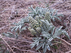 Leontice ewersmannii