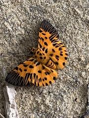 Odina decorata