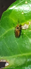 Insecta