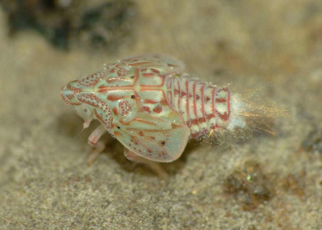Siphanta