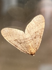Operophtera