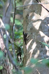 Anolis homolechis