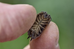 Porcellio dilatatus